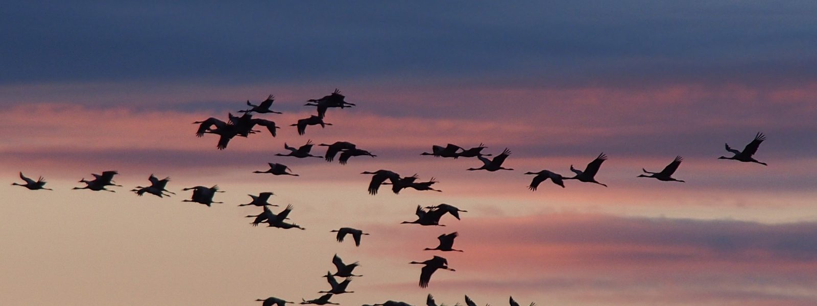 Uccelli migratori al tramondo