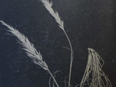 graminacee su sfondo nero