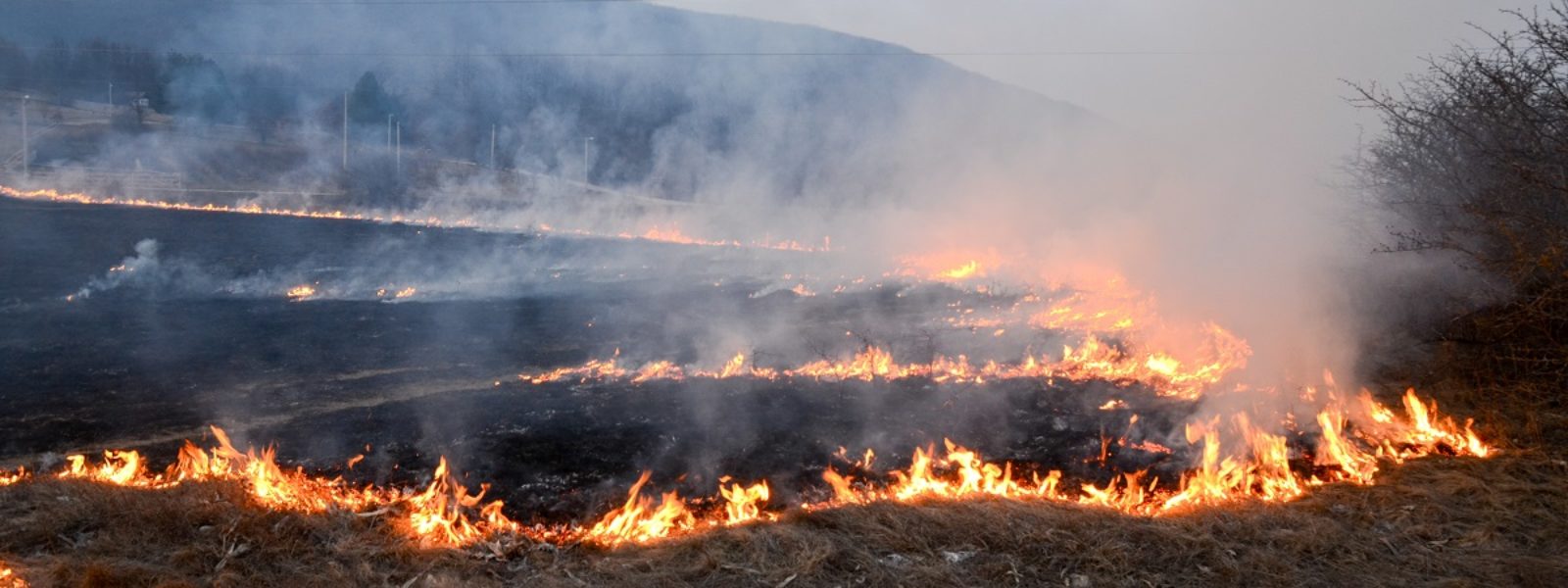 Dry grass burns on meadow in countryside at sunset. Wild fire bu