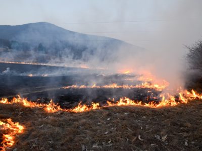 Dry grass burns on meadow in countryside at sunset. Wild fire bu